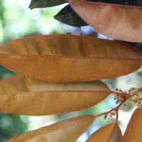 Chrysophyllum cainito L.